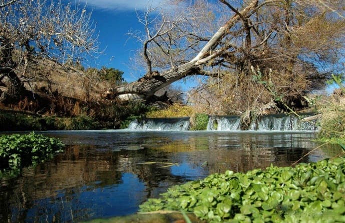 A clear pool on the Rio Peñasco below a small cascade, with a fallen cottonwood leaning over the water and green watercress in the foreground