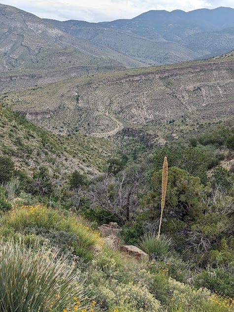A view across a rugged desert canyon on the Sacramento Escarpment, with a tall flowering yucca stalk and wildflowers in the foreground