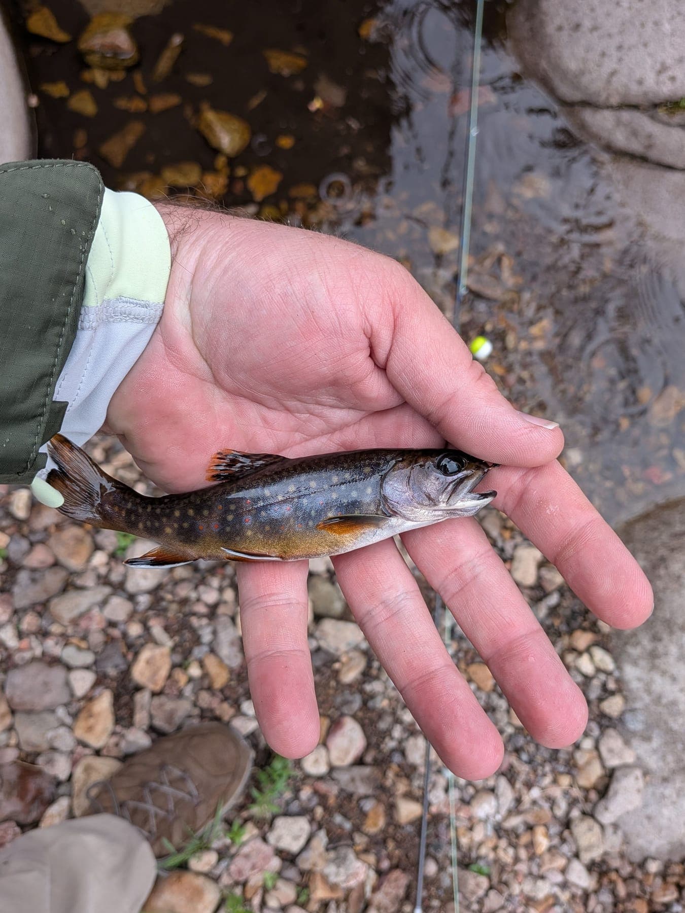 A small brook trout held in a hand beside a mountain stream